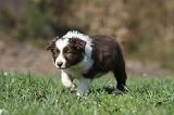 BORDER COLLIE 835
